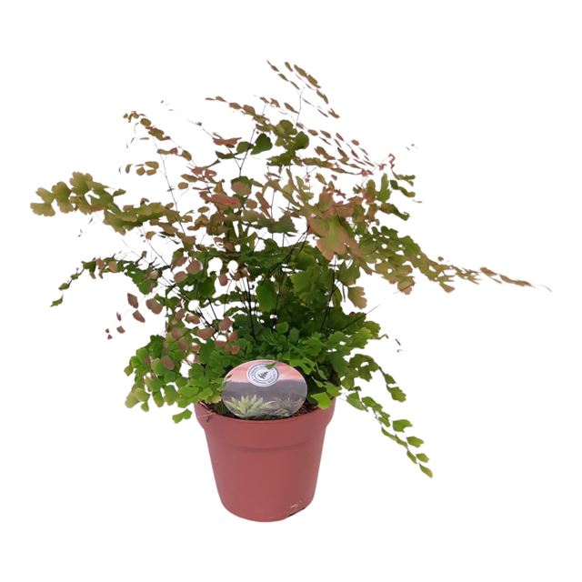 Picture of Adiantum tenerum roseum
