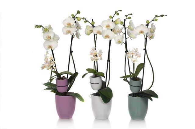 Picture of PHALAENOPSIS 02-ST WHITE & 01-ST MINI IN CERAMIC