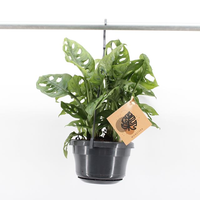 Picture of MONSTERA OBLIQUA MONKEY LEAF IN HANGING BASKET