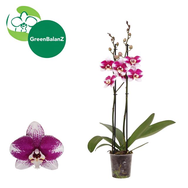 Picture of Phalaenopsis 02-stem barcelona