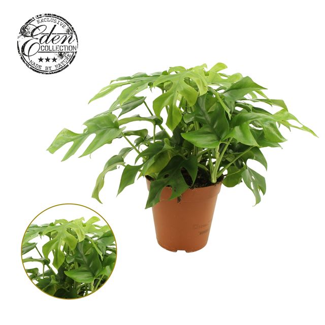 Picture of Monstera deliciosa minima