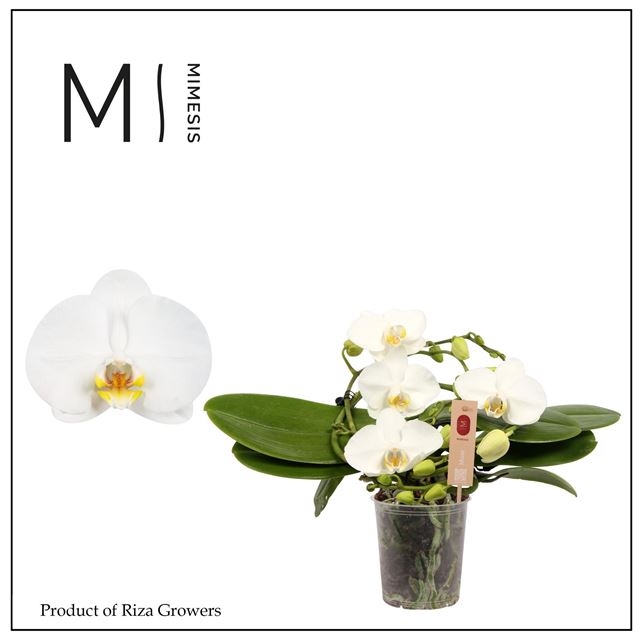 Picture of Phalaenopsis 03-stem muse white
