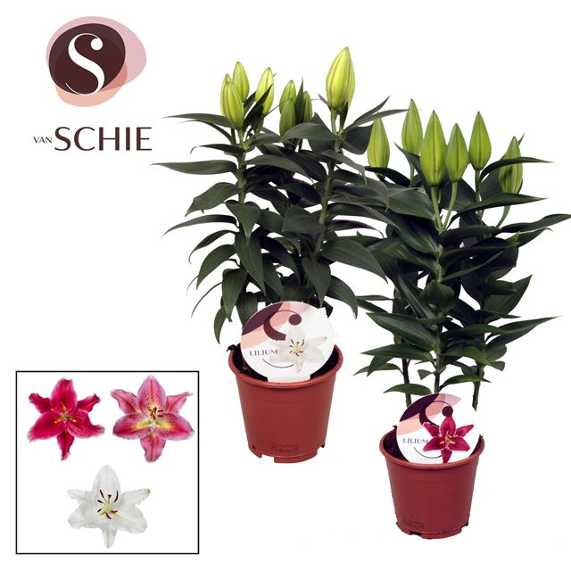 Picture of LILIUM ORIENTALIS MIX