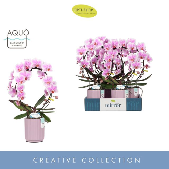 Picture of Phalaenopsis 02-stem mirror miracle jasmine in cer