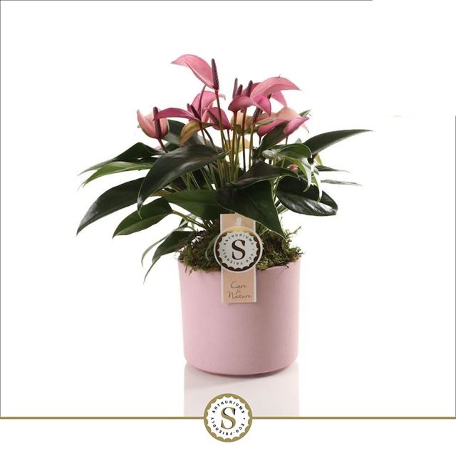 Picture of Anthurium andreanum zizou in ceramic