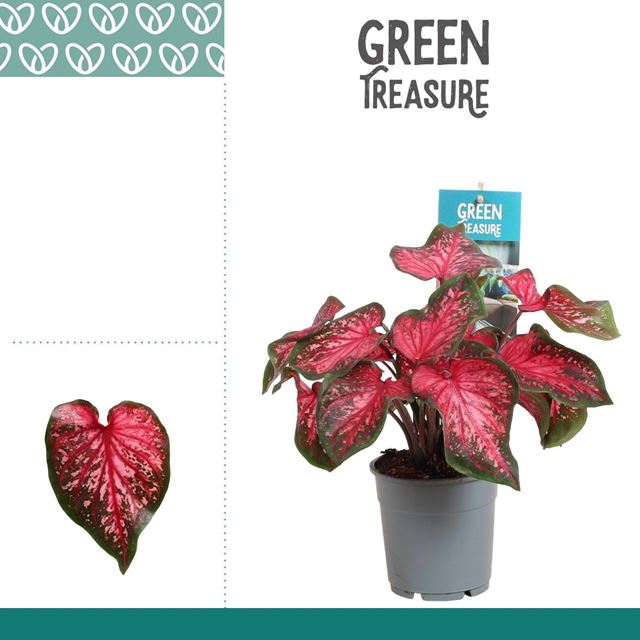 Picture of Caladium scarlet flame