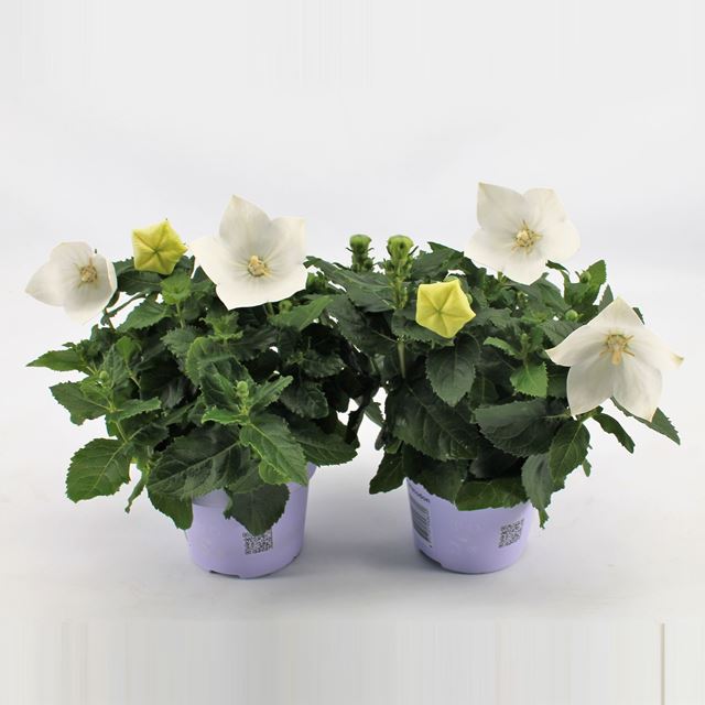 Picture of Platycodon grandiflorus white