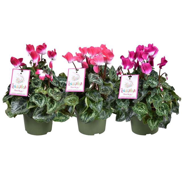 Picture of CYCLAMEN PERSICUM INDIAKA MIX
