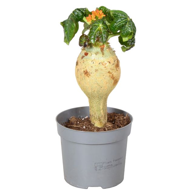 Picture of JATROPHA PODAGRICA