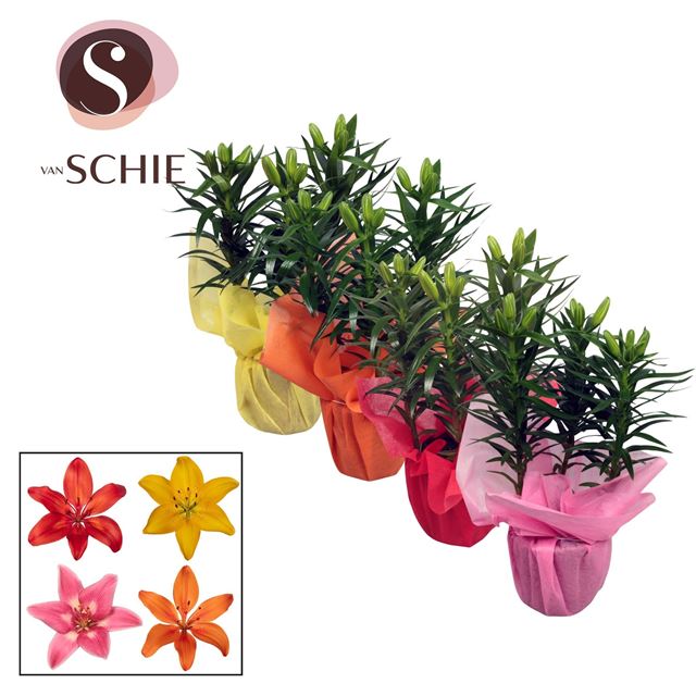 Picture of Lilium asiatic mix 03pp rondella