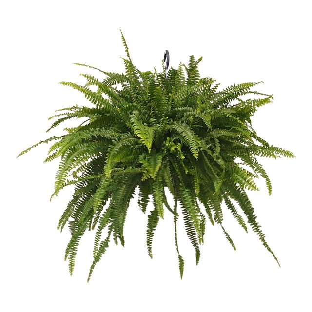 Picture of Nephrolepis exaltata green lady