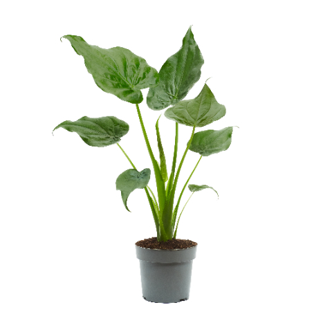 Picture of ALOCASIA CUCULLATA