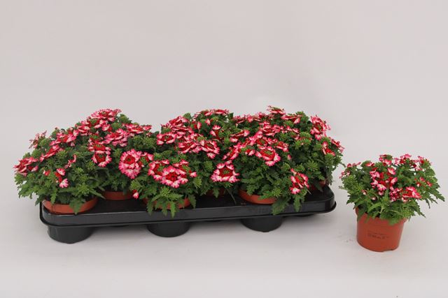 Picture of Verbena lanaï pink twister