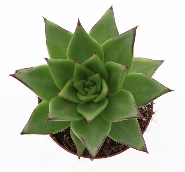 Picture of Echeveria agovoides ebony