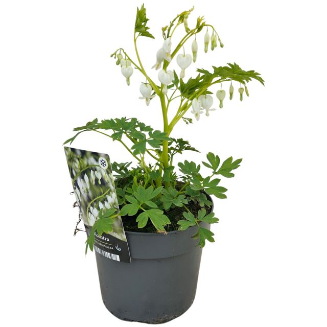 Picture of Dicentra spectabilis white