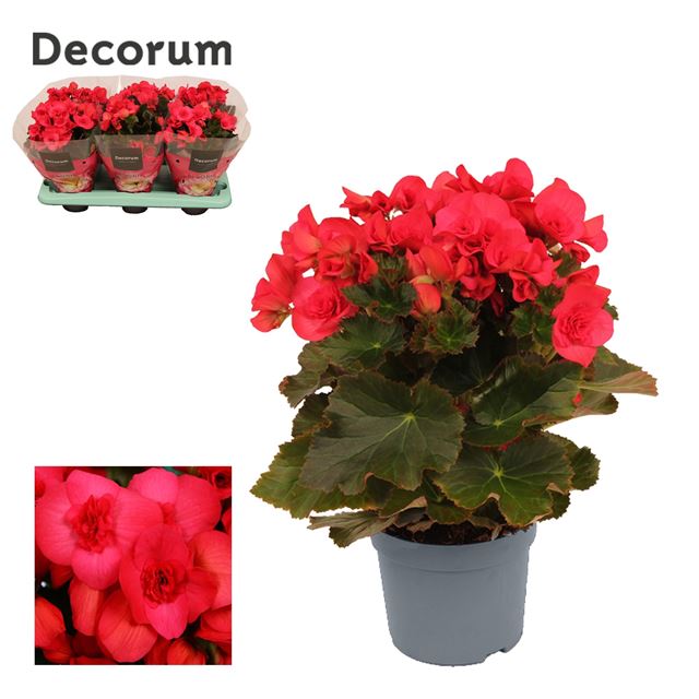 Picture of BEGONIA SERENA PURPLE