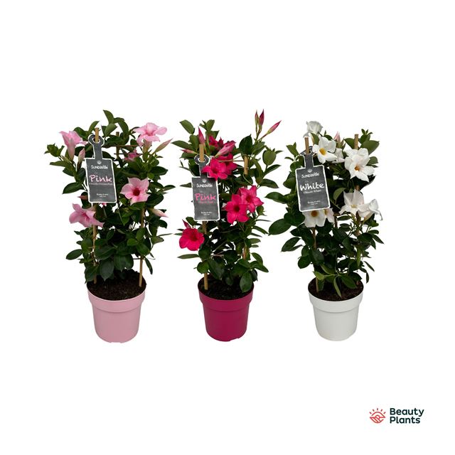 Picture of Mandevilla sundaville pyramid mix