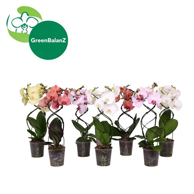 Picture of Phalaenopsis 02-stem twister mix