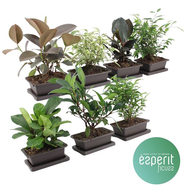Picture of Ficus microcarpa zensai mix in bowl