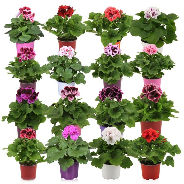 Picture of Pelargonium grandiflorum mix