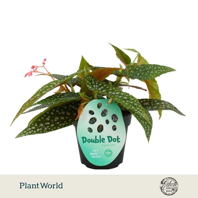 Picture of Begonia maculata cane double dot