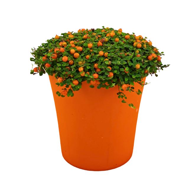 Picture of Nertera granadensis orange in orange pot