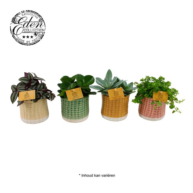 Picture of FOLIAGE MIX IN CERAMIC