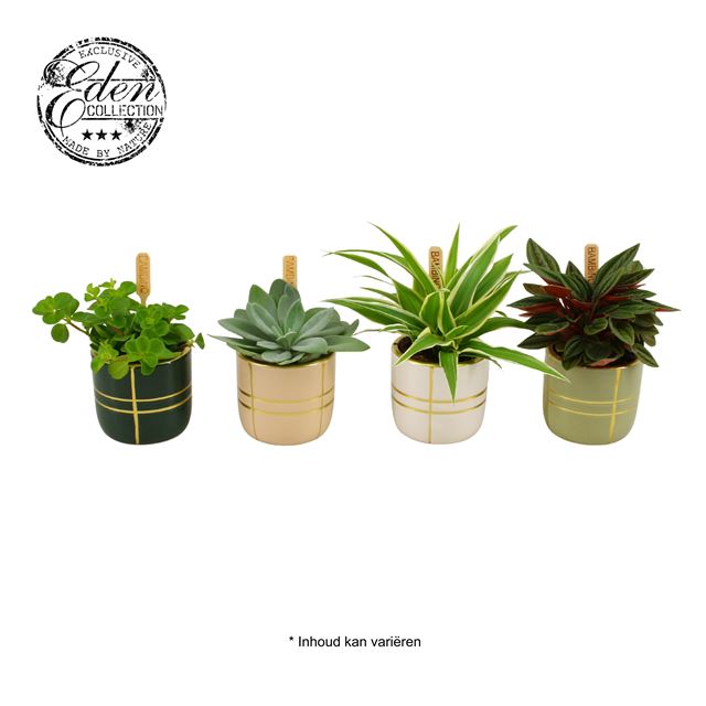 Picture of FOLIAGE MIX IN CERAMIC