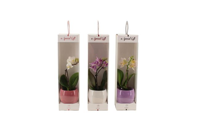 Picture of PHALAENOPSIS 01-STEM MINI MIX IN GIFTBOX