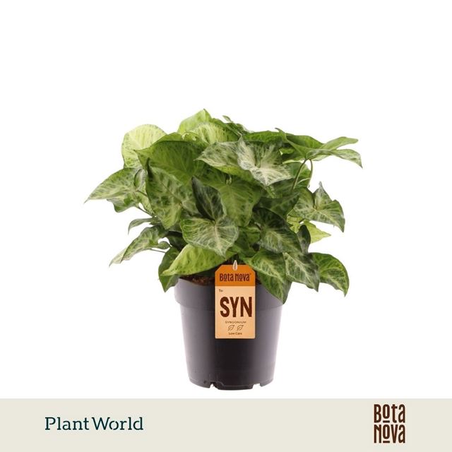 Picture of Syngonium podophyllum arrow feel green