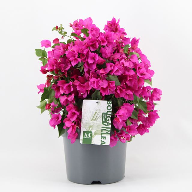 Picture of Bougainvillea sanderiana bush purple