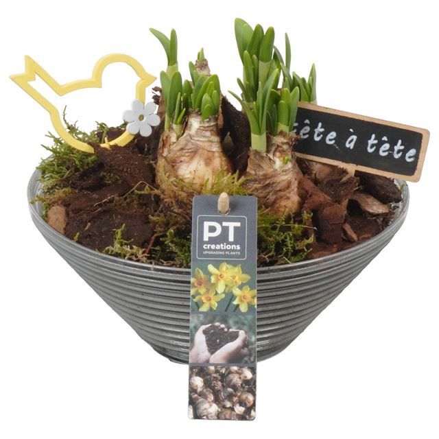 Picture of NARCISSUS ARRANGEMENT IN GLASS BOWL