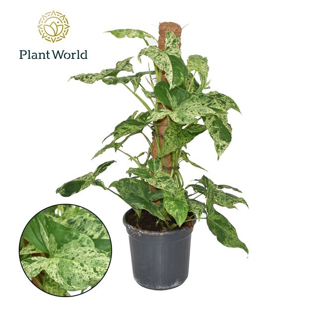 Picture of Syngonium mottled moss pole