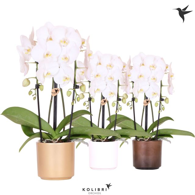 Picture of PHALAENOPSIS 02-STEM NIAGARA FALL WHITE