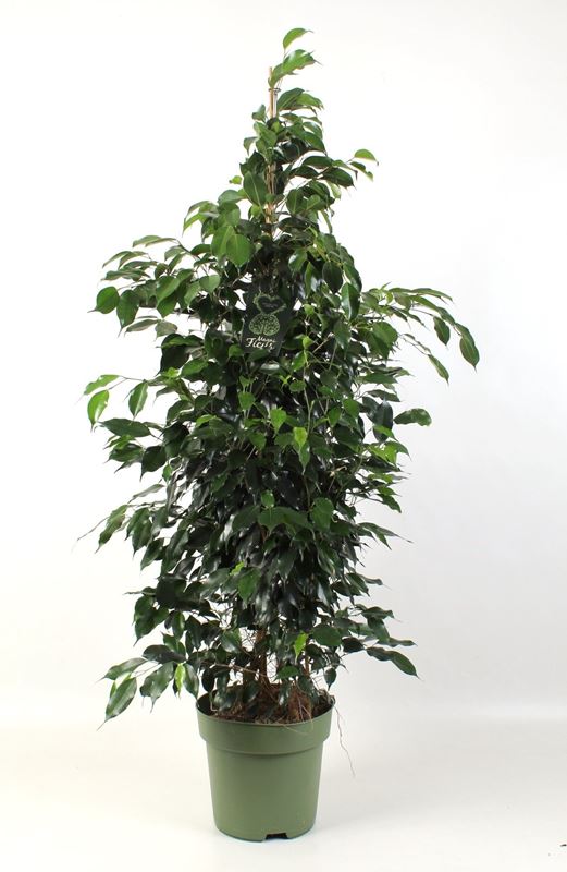 Picture of Ficus benjamina midnight lady