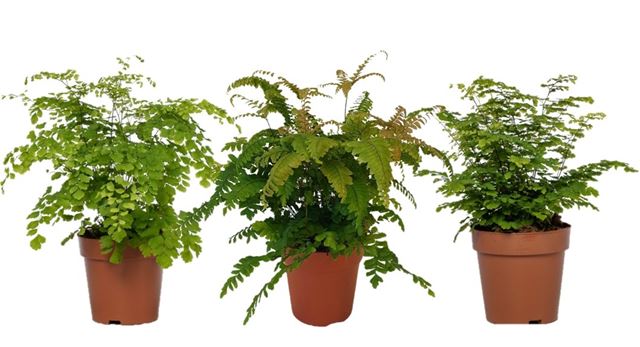 Picture of Adiantum raddianum mix