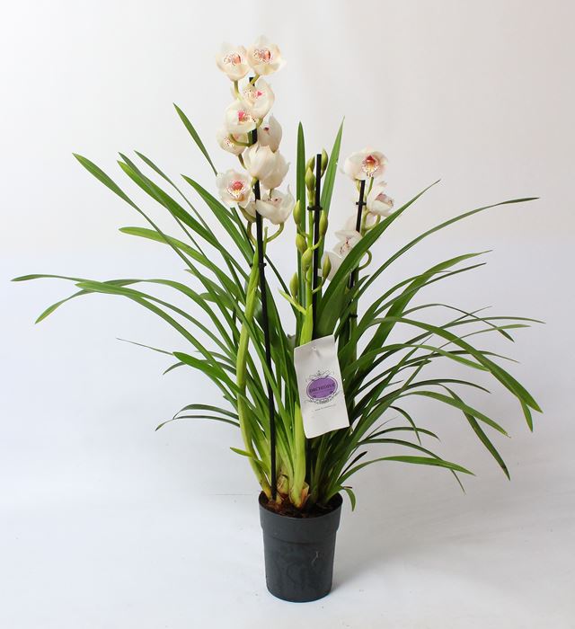 Picture of CYMBIDIUM 03-STEM WHITE
