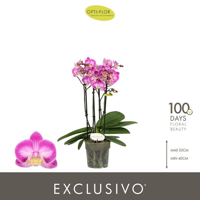 Picture of Phalaenopsis 04-stem exclusivo cupido