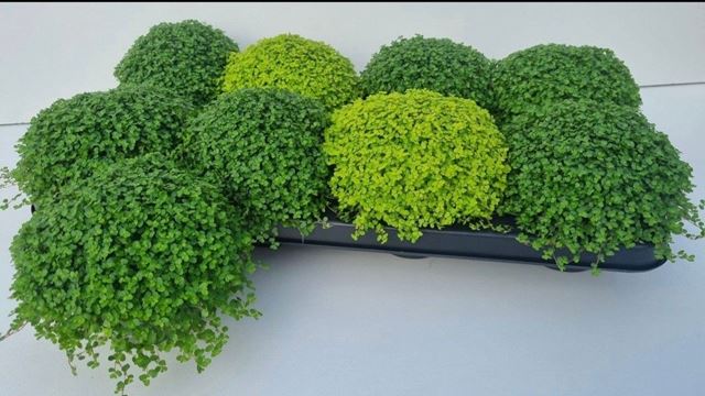 Picture of Soleirolia soleirolii / helexine mix