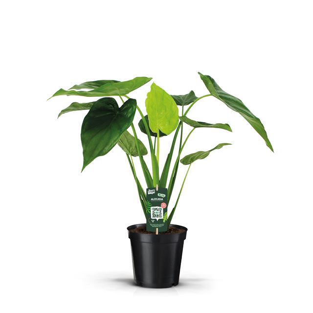 Picture of ALOCASIA CUCULLATA