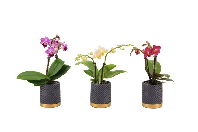 Picture of PHALAENOPSIS 02-STEM MINI MIX IN GROOVY CERAMIC