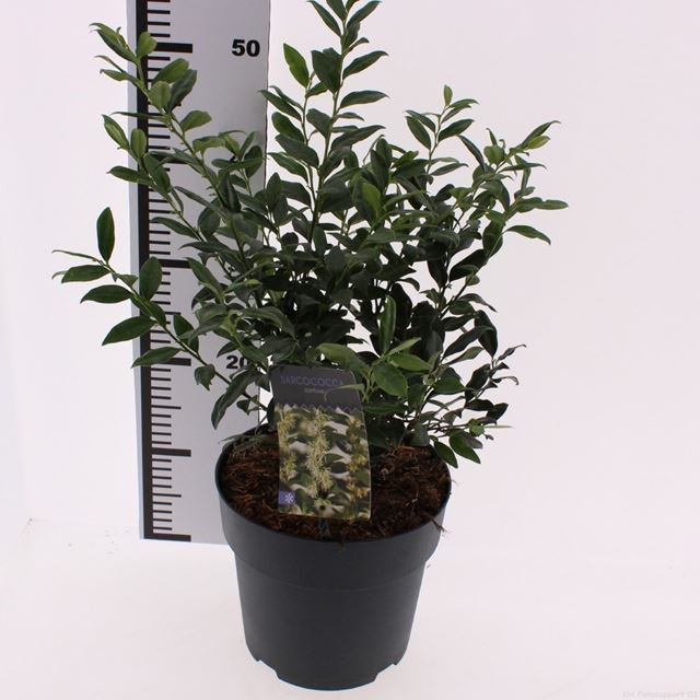 Picture of Sarcococca confusa