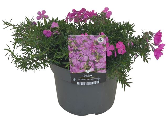 Picture of Phlox subulata mac daniel's cushion