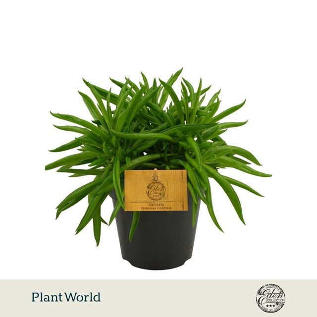 Picture of Peperomia ferreyrae nevada