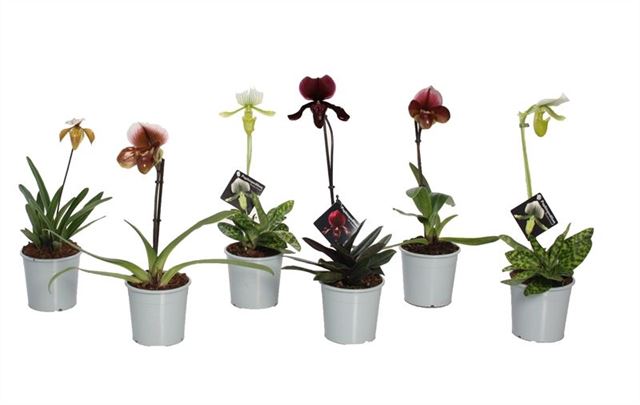 Picture of PAPHIOPEDILUM 01-FL MIX 