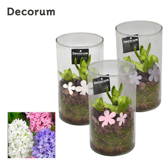 Picture of HYACINTHUS 03BULBS GLASS