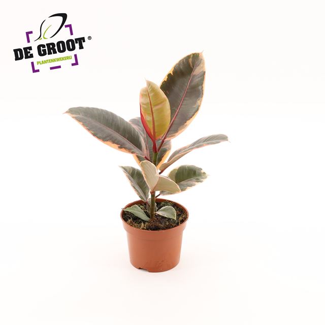 Picture of Ficus elastica belize