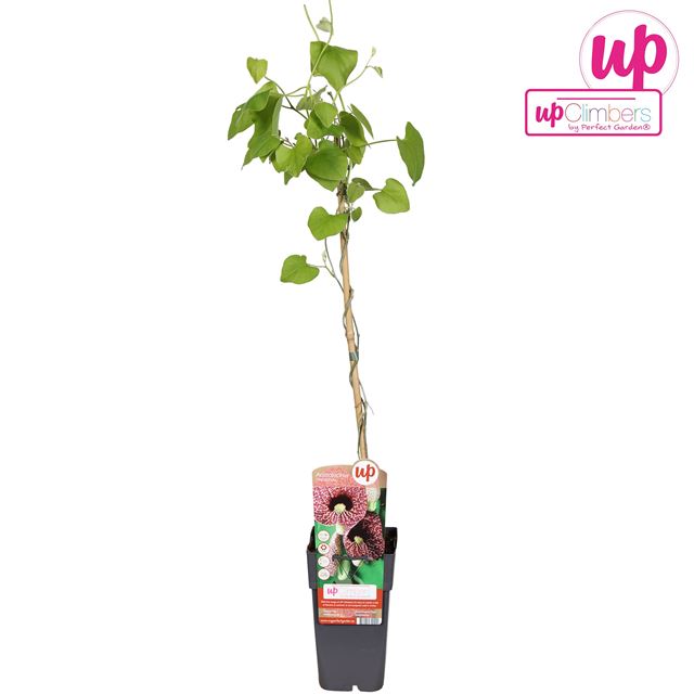 Picture of Aristolochia macrophylla