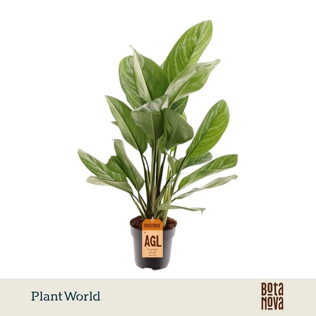 Picture of Aglaonema stripes