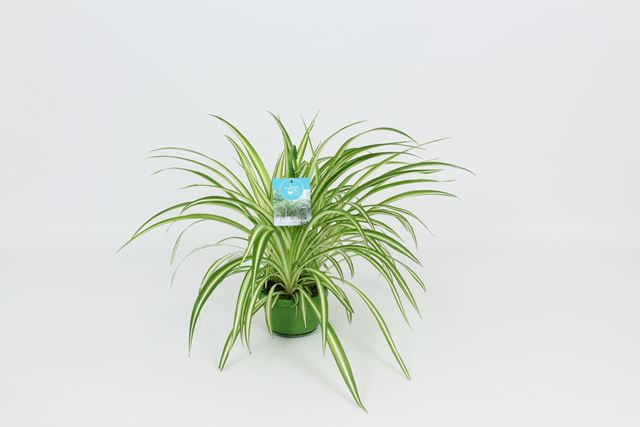 Picture of CHLOROPHYTUM COMOSUM VITTATUM IN HANGING BASKET